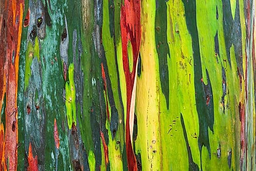 Rainbow Eucalyptus, Arenal Volcano National Park, Alajuela Province, Costa Rica Art Print